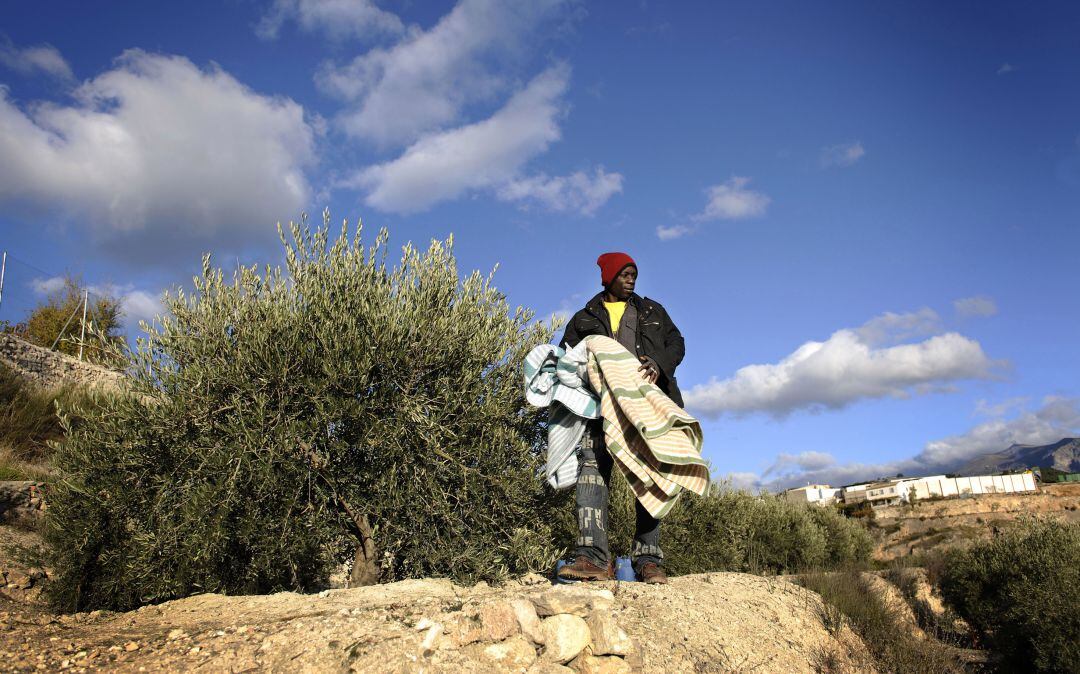 Inmigrante recogiendo aceituna. Foto de archivo.