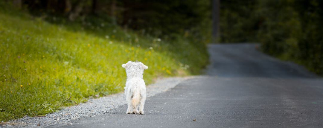 Perro abandonado