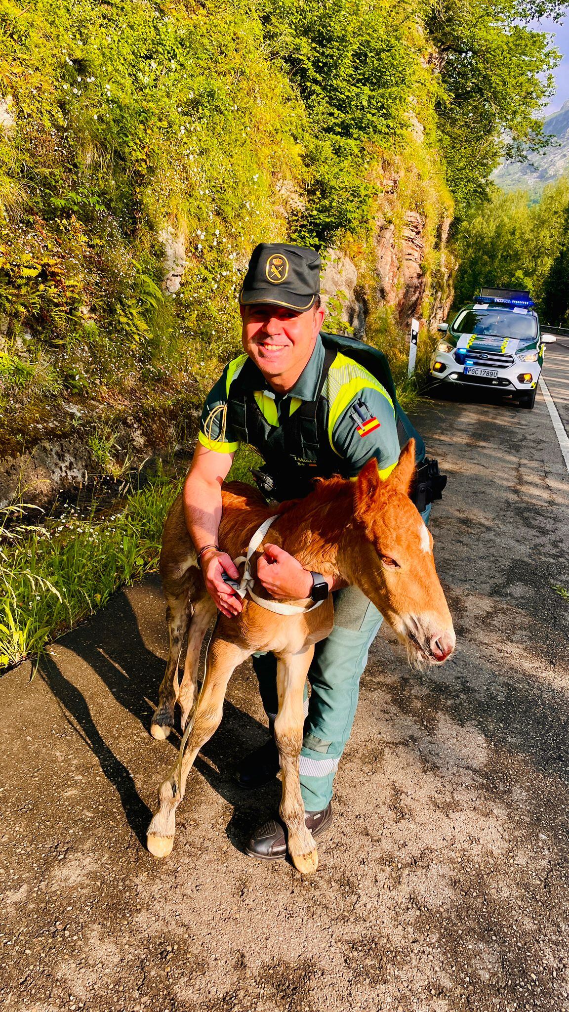 La Guardia Civil rescata a un potrillo recién nacido en la N-630 en Mieres