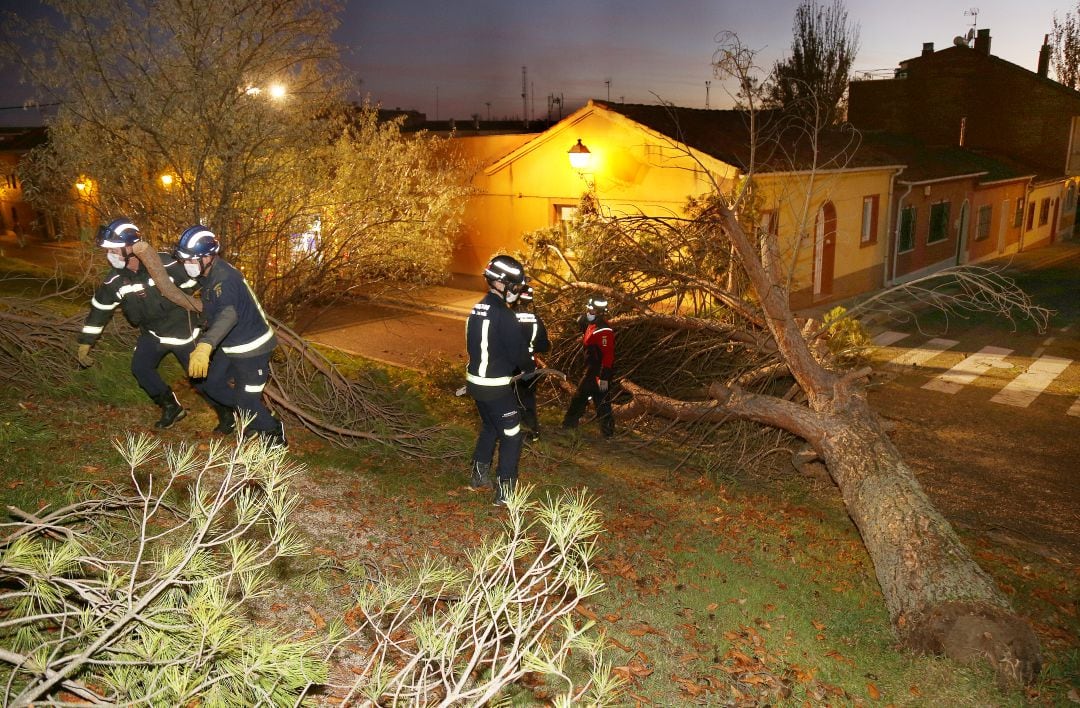 Los Bomberos de Palencia retirando el pino que se desplomaba