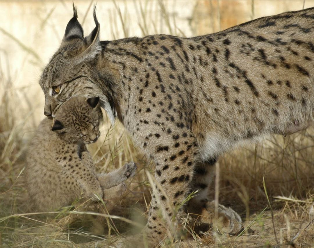 Lince ibérico en una imagen de archivo