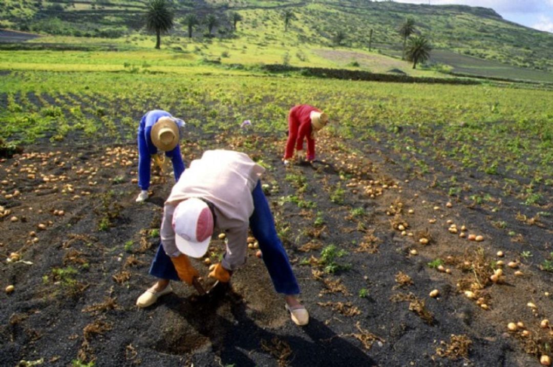 Agricultores de Lanzarote.