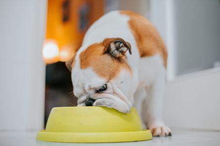 un perro comiendo en su cuenco