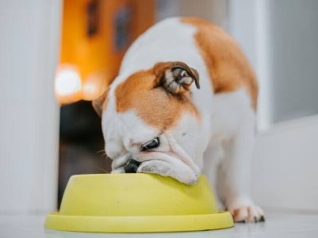 un perro comiendo en su cuenco