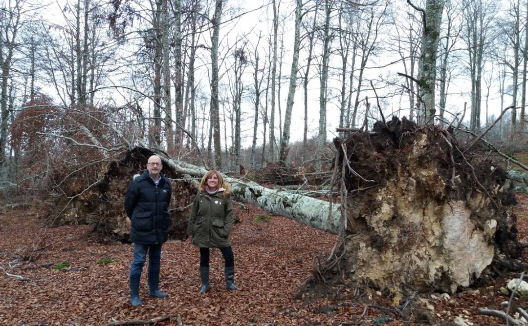 El Diputado de medio ambiente Josean Galera ante una de las hayas arrancadas por el tornado, en la zona que se reservará para el estudio