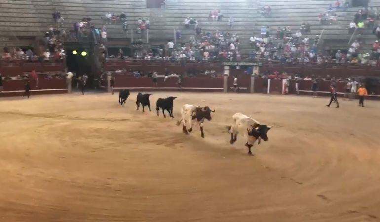 Los cabestros encabezando la entrada a la plaza