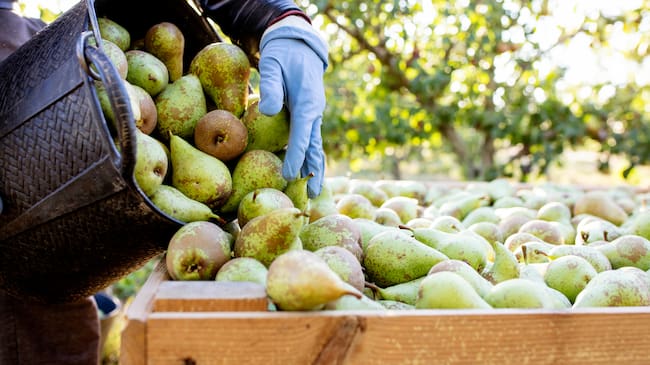 Las compras de Mercadona a proveedores riojanos superaron los 685 millones de euros en 2025