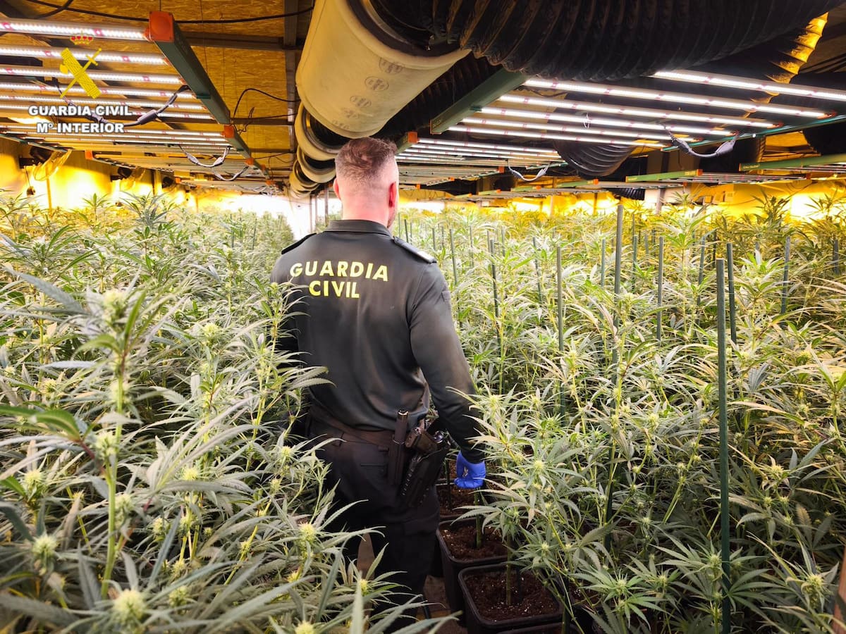 Desmantelan dos plantaciones de marihuana con 2.600 plantas y detienen a una persona en Castellón