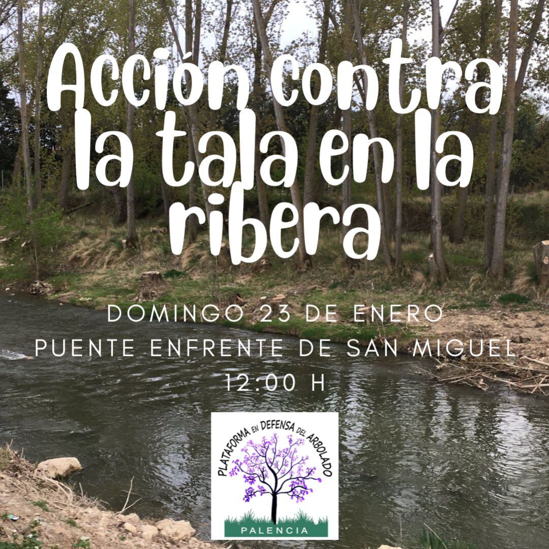 Acción contra la tala del arbolado en la ribera del Río Carrión en Palencia