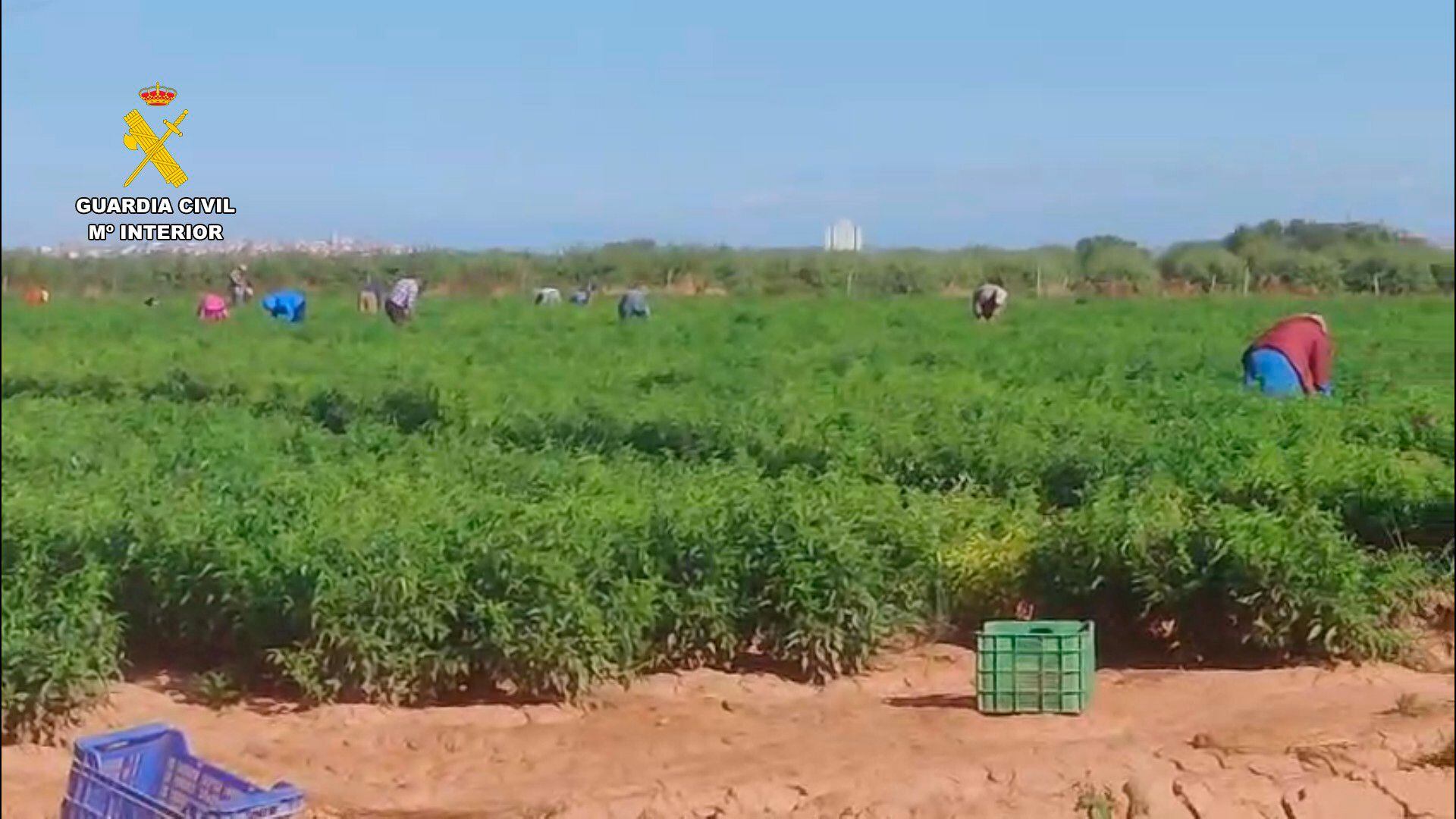 Siete detenidos por explotar a 45 trabajadores en situación irregular en fincas agrícolas de La Rioja