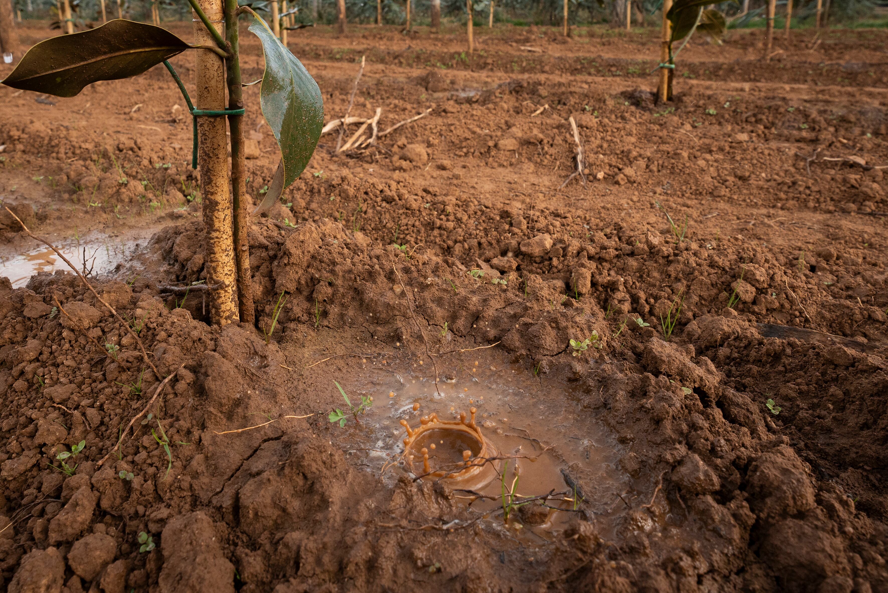 La sequía sigue siendo el principal problema del campo gaditano  EFE/David Borrat