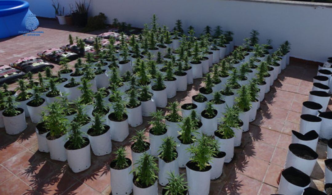 Plantes de marihuana