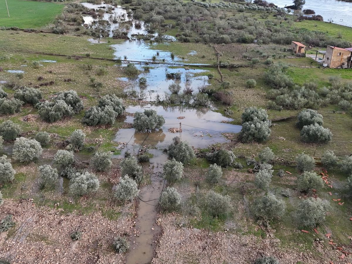 El temporal paraliza la campaña de la aceituna en Castilla-La Mancha: el 20% de la aceituna sin recoger o en el suelo