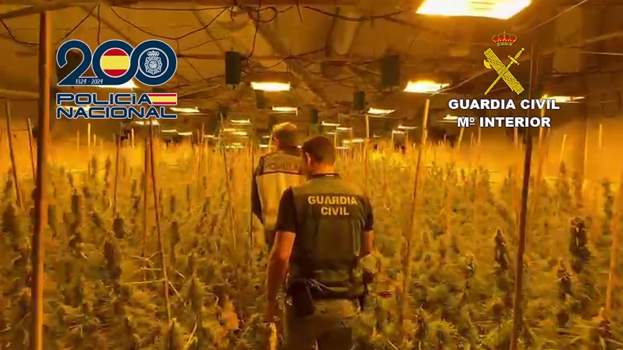 El macrocultivo se encontraba en su fase final de crecimiento, siendo intervenidas 953 plantas de marihuana, así como 750 gramos de cogollos y numeroso material destinado al cultivo