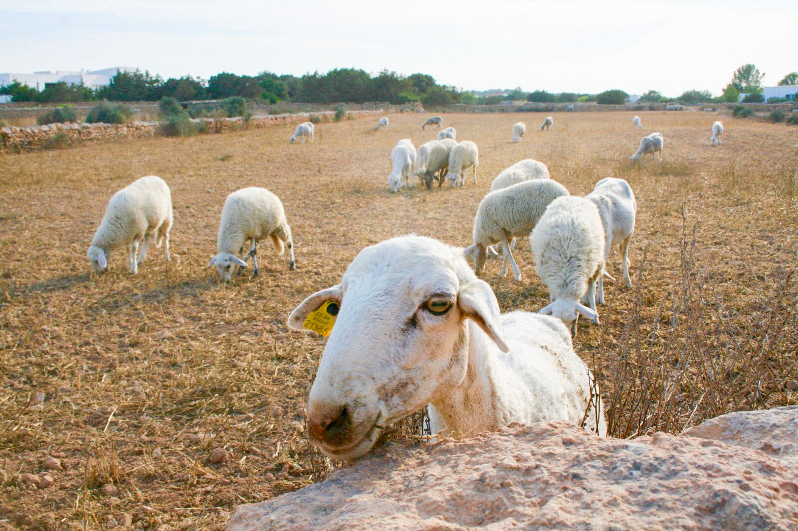 El Consell activa una nueva línea de ayudas