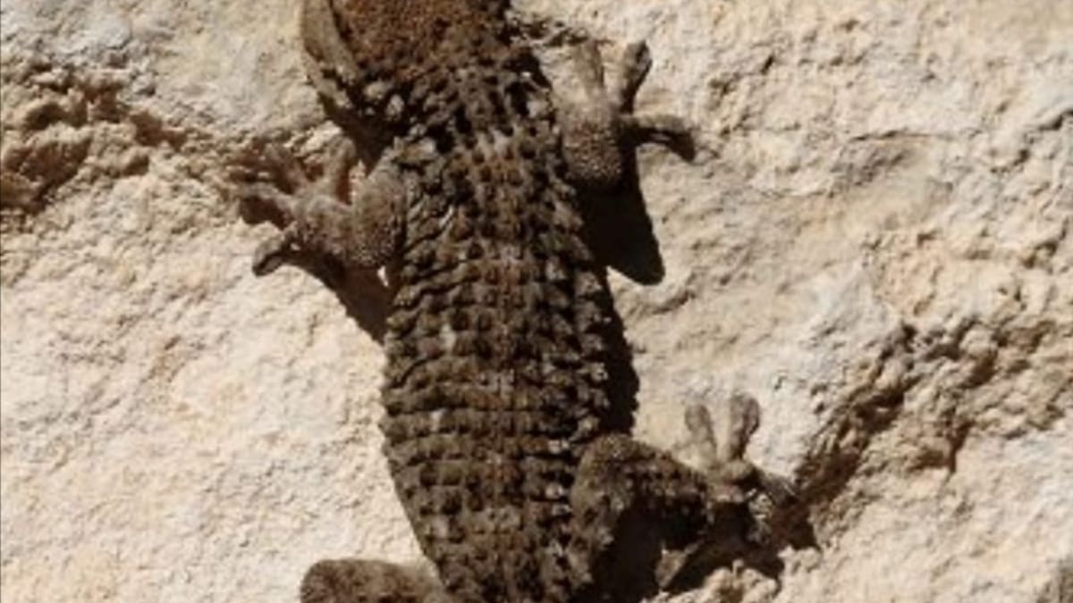 Ni muerden, ni se comen la ropa, ni son venenosos