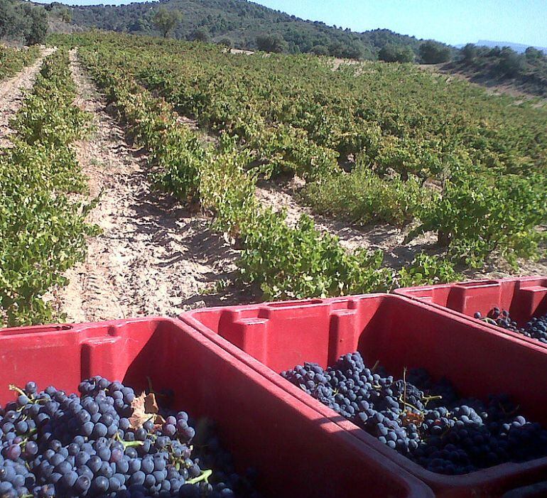 La vendimia en uno de las múltiples plantaciones de Aragón. 