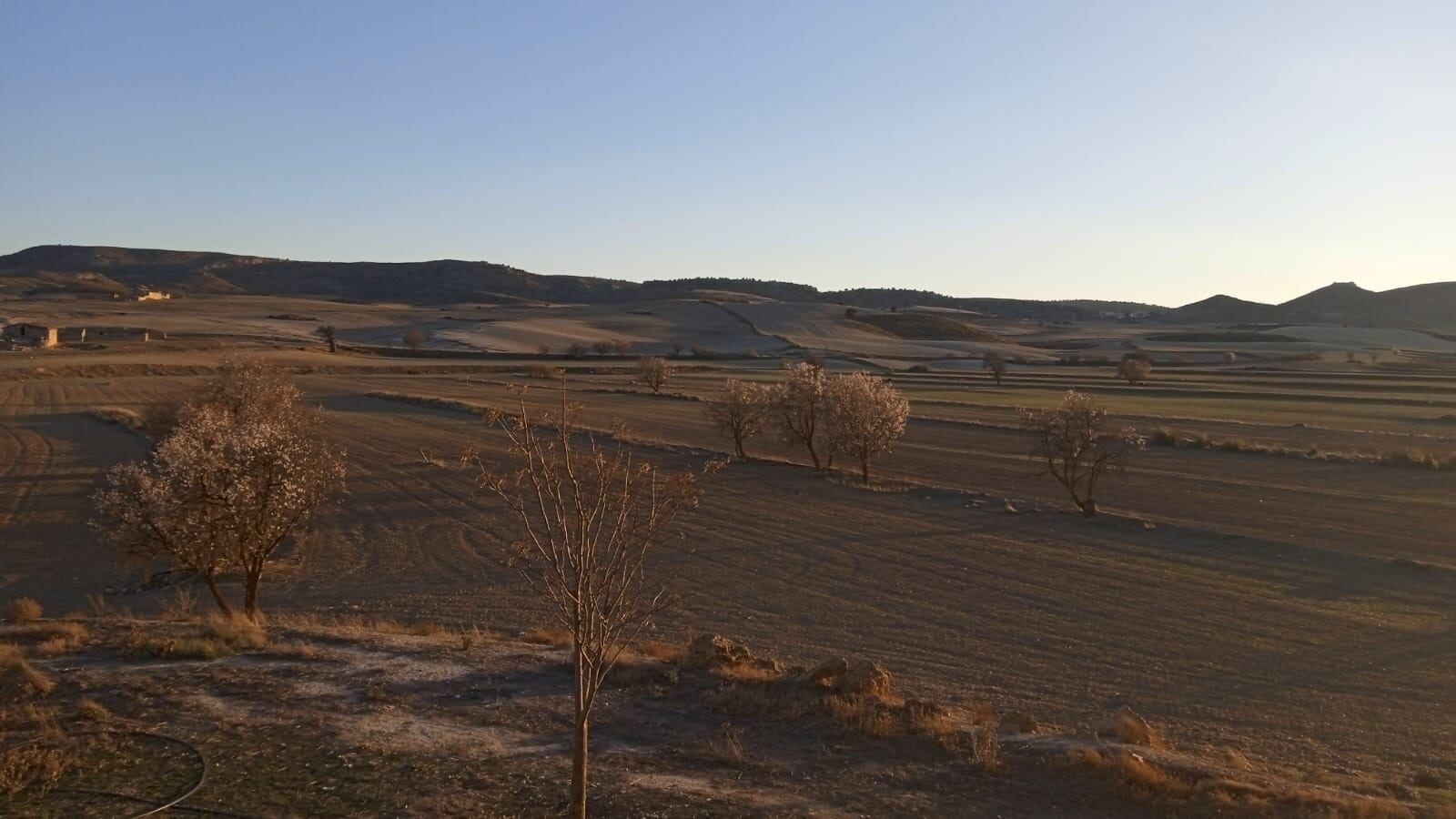 Cultivo de secano en el Noroeste de la Región de Murcia afectado por la sequía