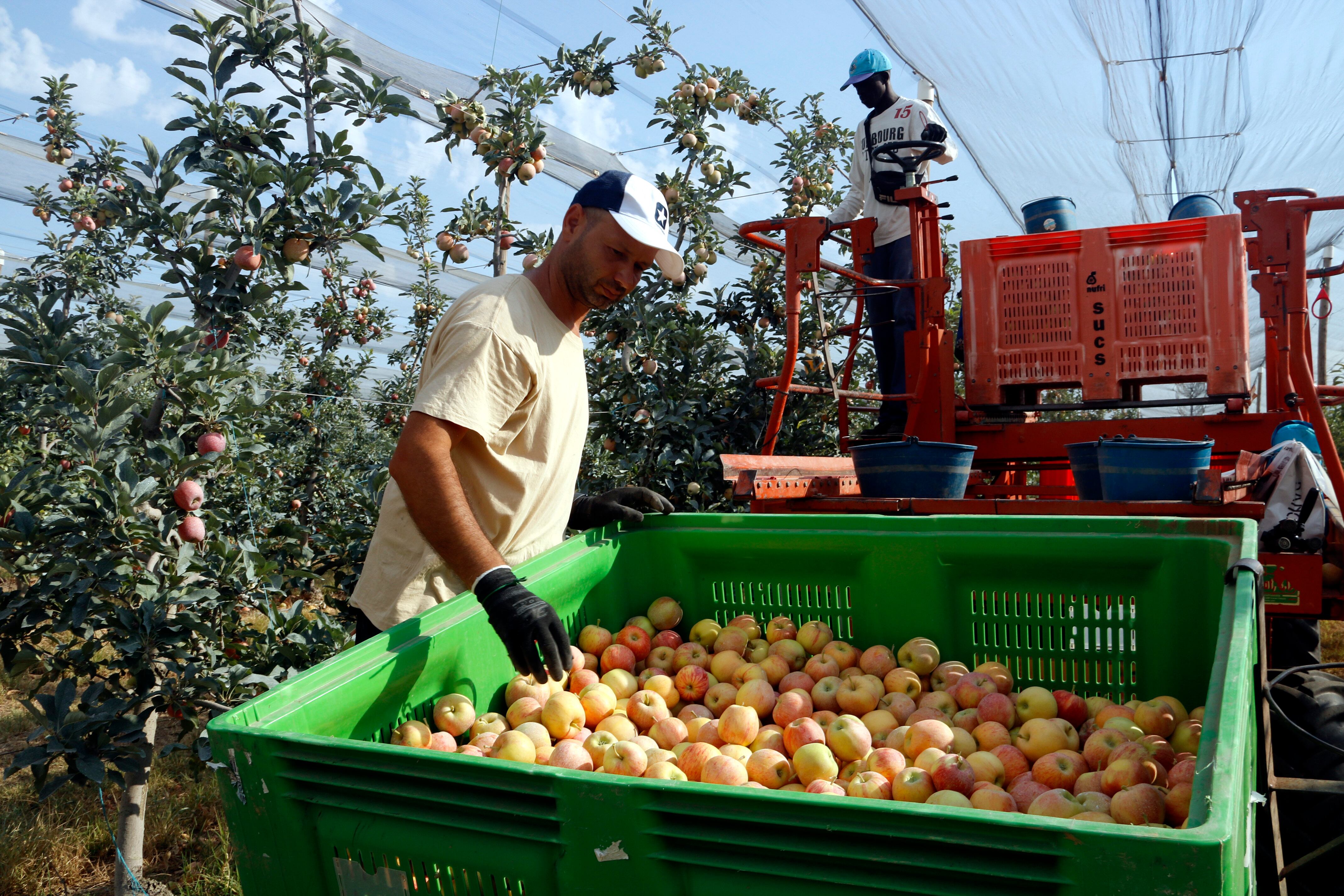 Foto de principis de mes, d&#039;un camp de fruiters. Foto: ACN.