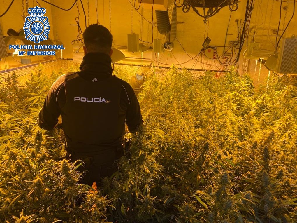 Parte de la marihuana incautada por la Policía Nacional en Alameda (Málaga)