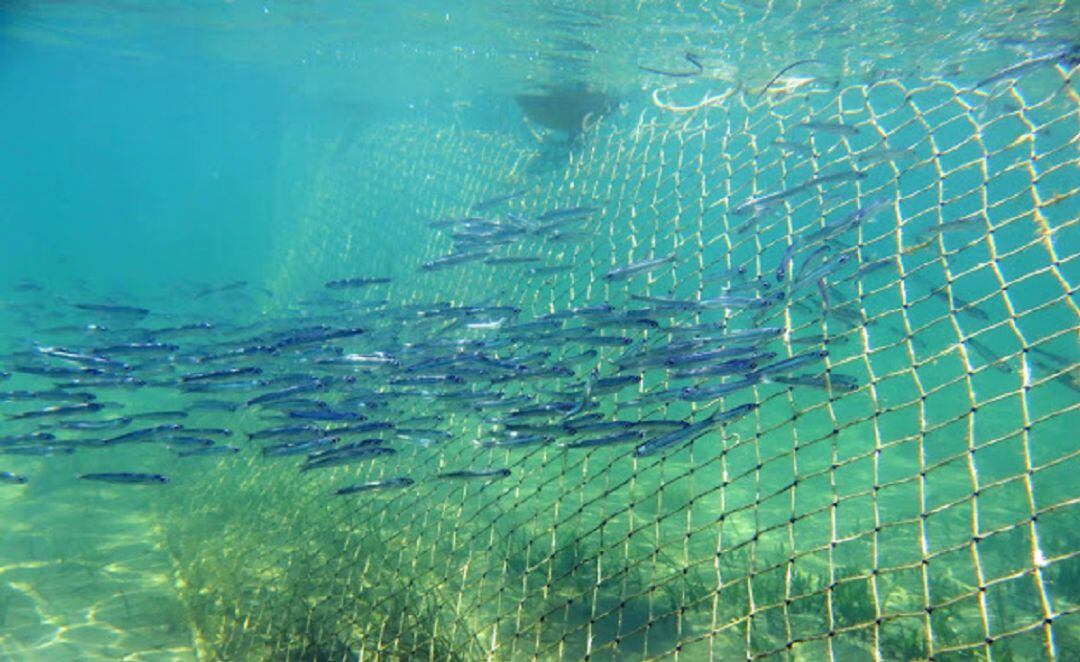 Barrera que impide el paso de peces