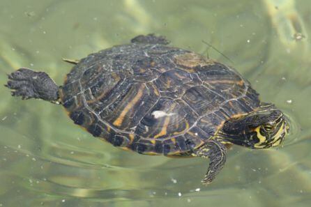 Los galápagos de Florida son otra de las especies que están proliferando