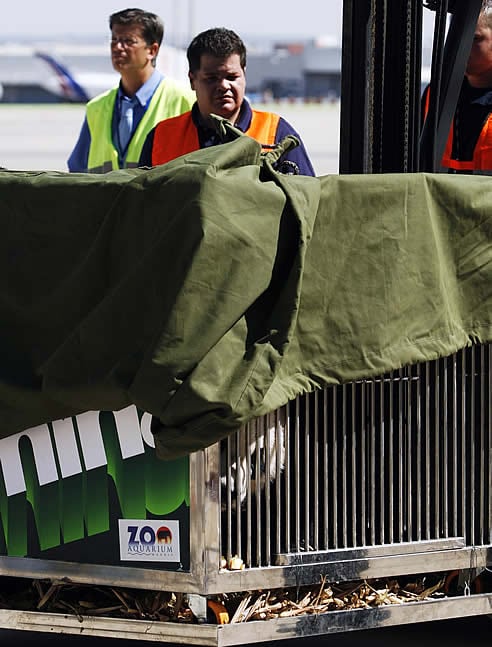 El oso panda de siete años &quot;Bing Xing&quot; a su llegada al aeropuerto de Barajas