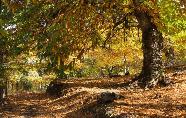 Ejemplares de castaño en el Bierzo