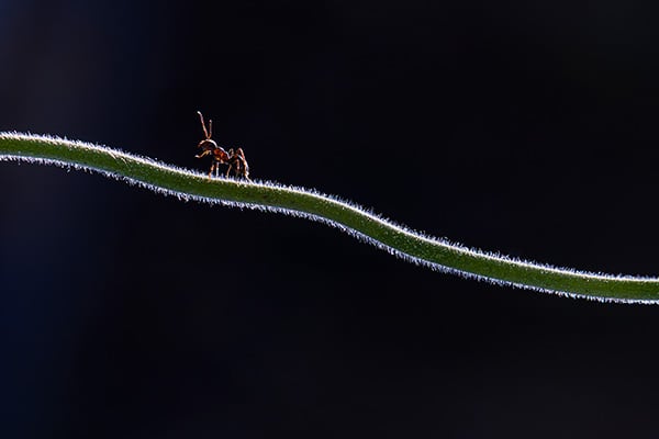 134 Habitantes del microcosmos.