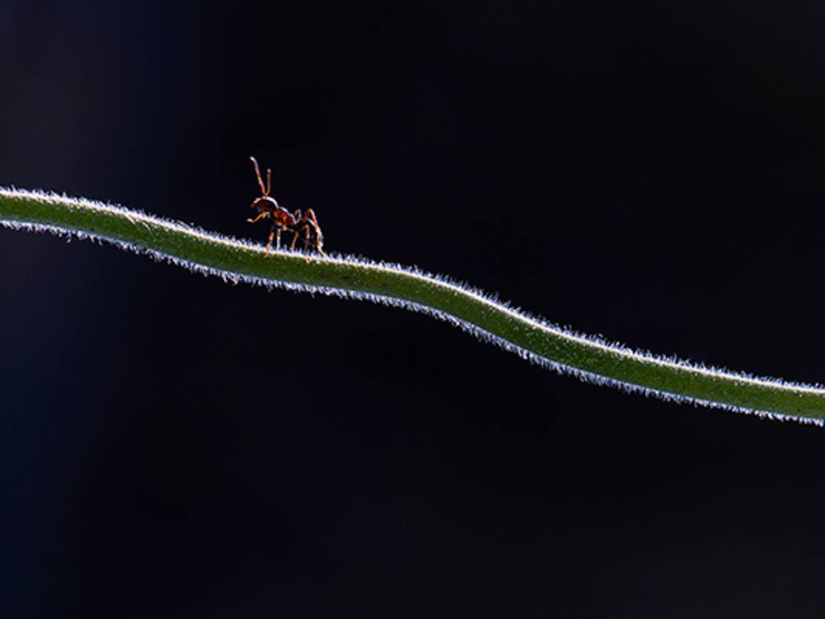 Fallo del jurado de la 14ª Edición del Concurso de Fotografía Científica "Tu Visión de la Ciencia"