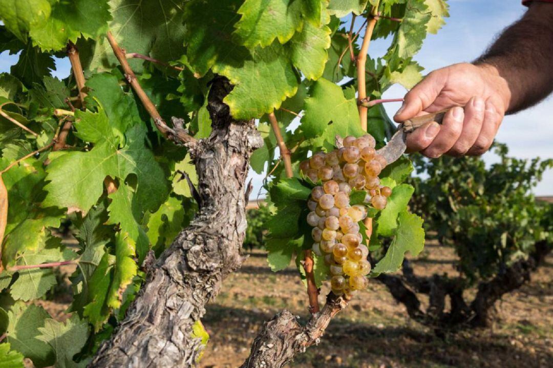 Racimo de la variedad albillo mayor recogido en la Ribera del Duero