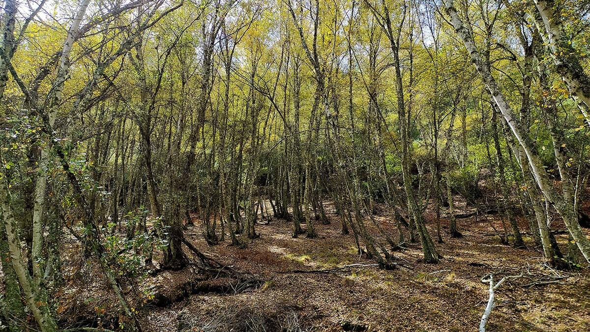 ¿Conoces el bosque más élfico y secreto de la provincia de Ciudad Real?