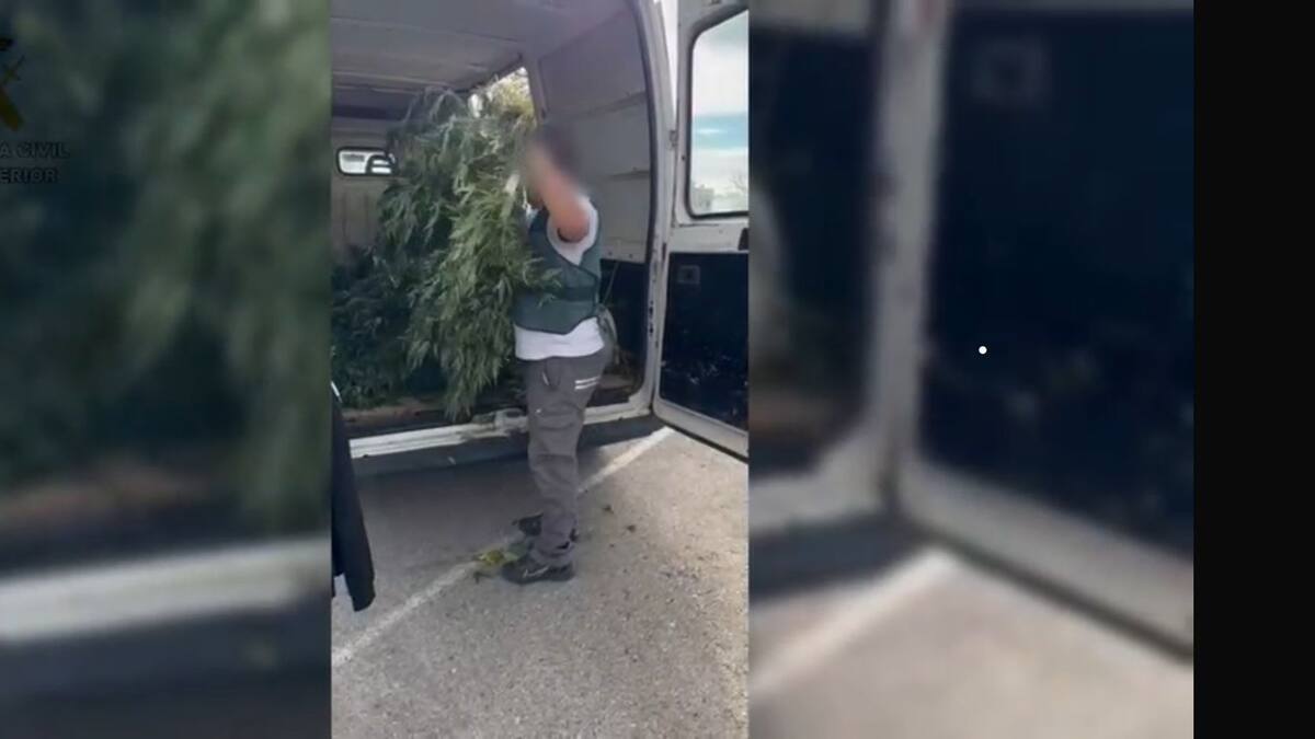 Incautados 119 kilogramos de marihuana en el jardín de un chalet de Valdetorres de Jarama