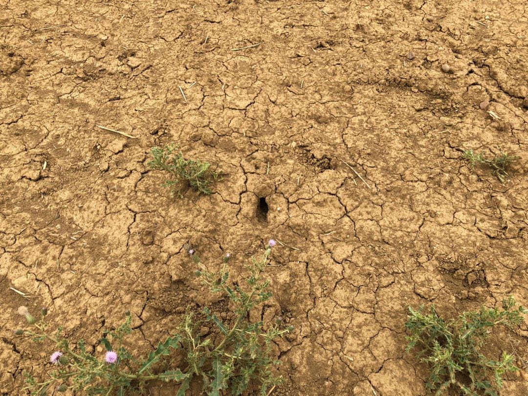 Huras de los topillos en una tierra de Autillo de Campos, Palencia