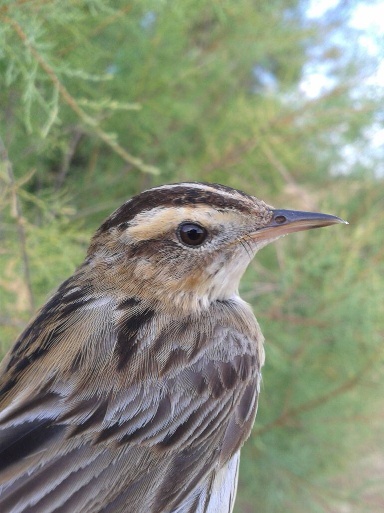 Imagen de un Carricerín Cejudo.