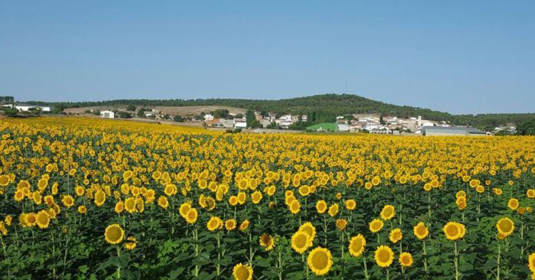 Campo de girasoles
