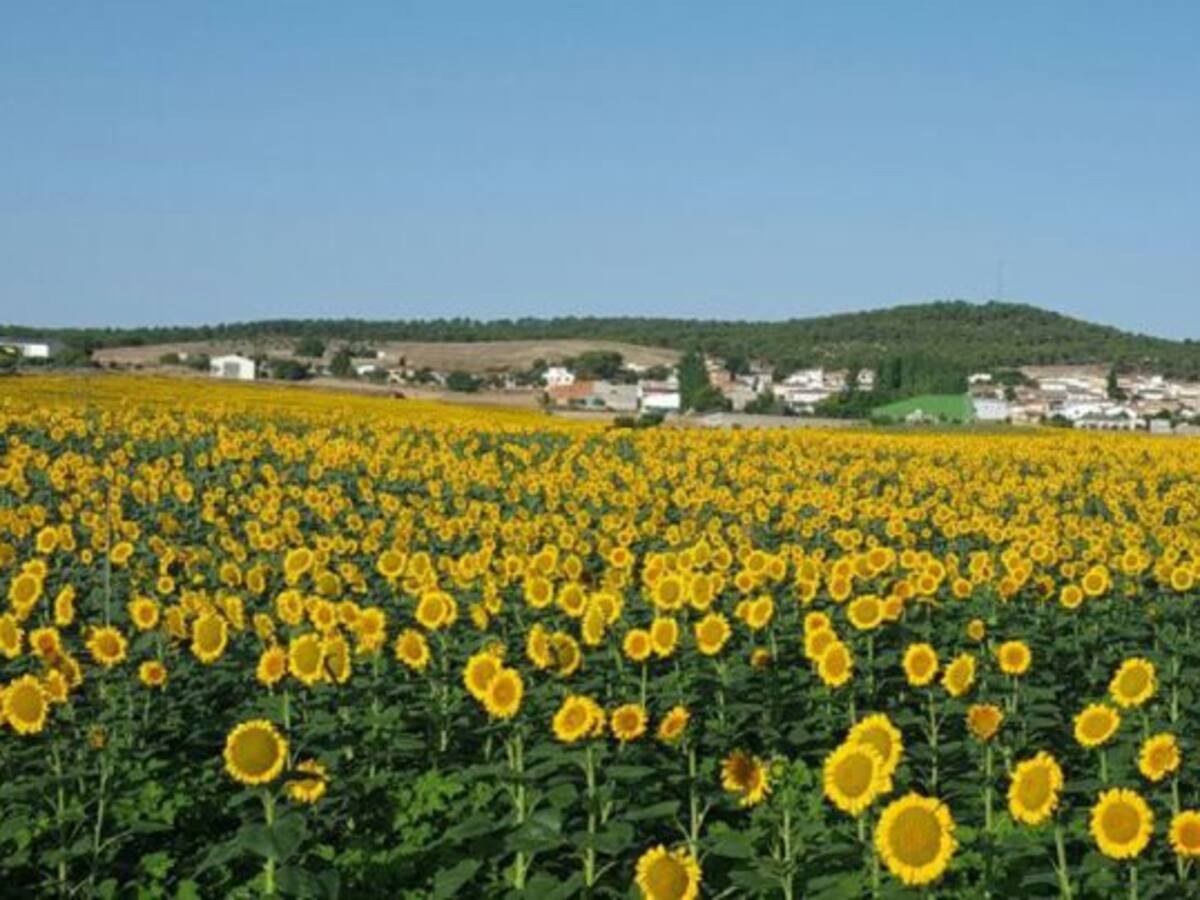 Comienza la campaña del girasol con retraso y sin rentabilidad