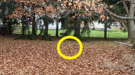 El perro estaba descansando entre las hojas.