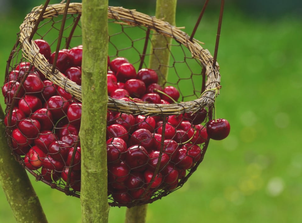 Descubrimos nuevas posibilidades culinarias de las cerezas / Cerezas del Bierzo