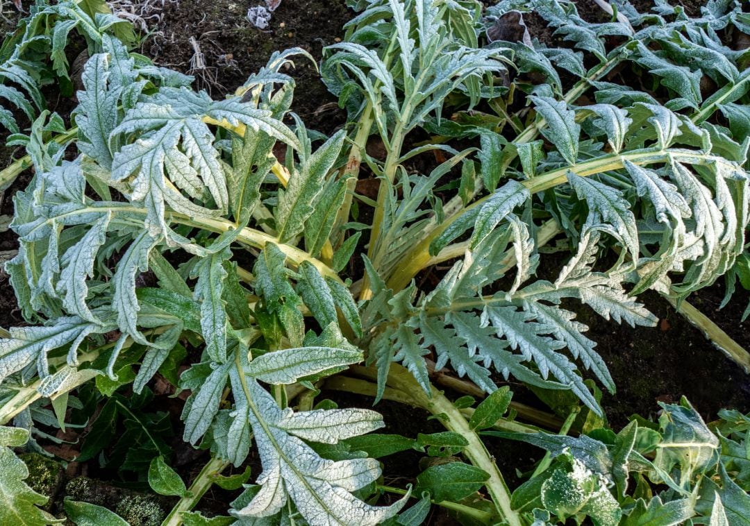 Planta de alcachofa