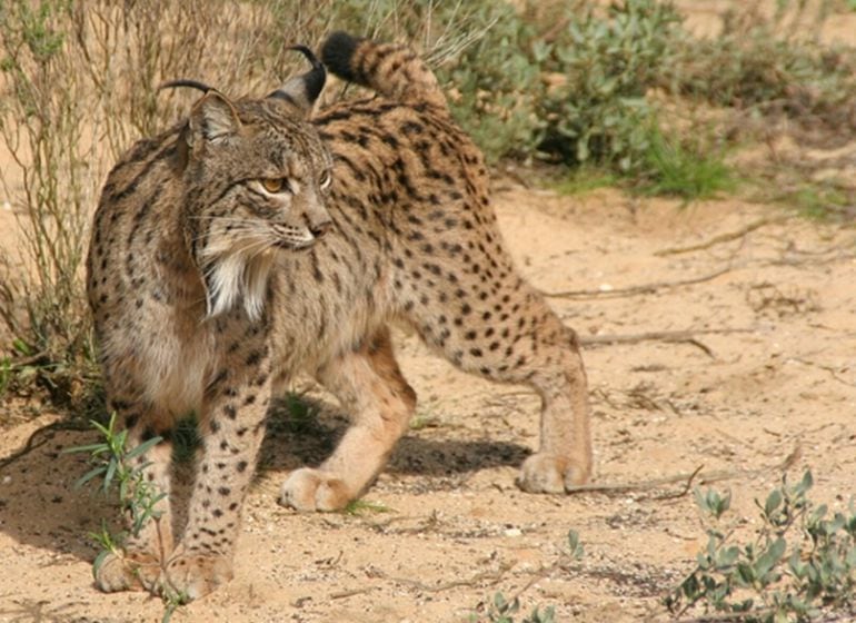 Ejemplar de lince ibérico en el parque de Doañana