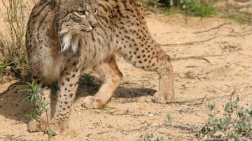 El lince ibérico deja de estar en peligro de extinción