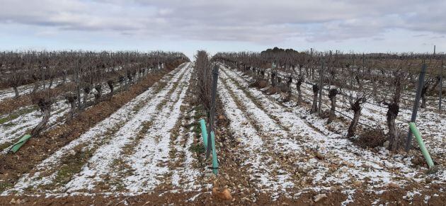 Viñedo con nieve tras el paso de Filomena