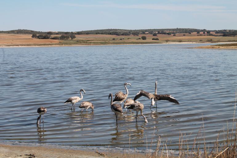 Un grupo de flamencos vuelven a la Laguna de Pétrola