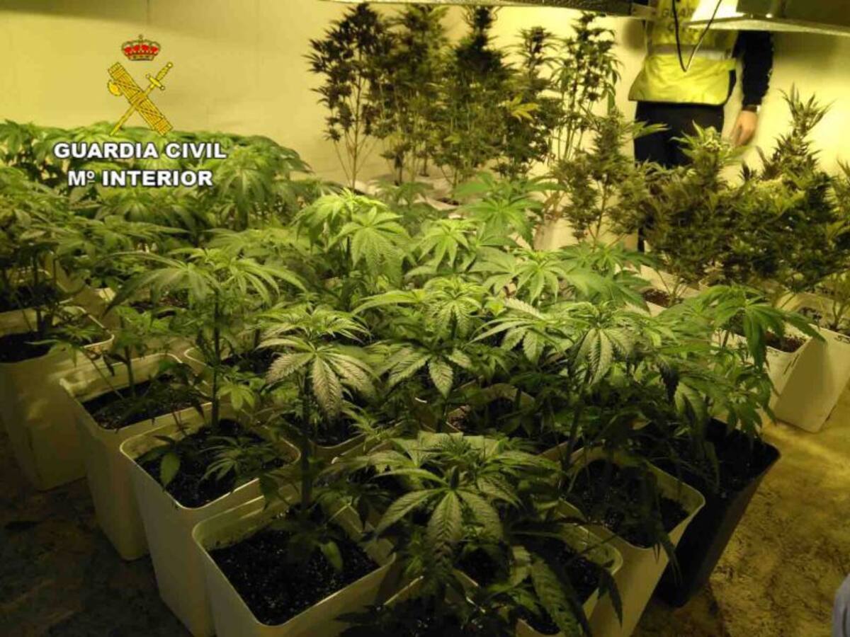 La Guardia Civil desmantela una plantación de marihuana en Santa Gertrudis
