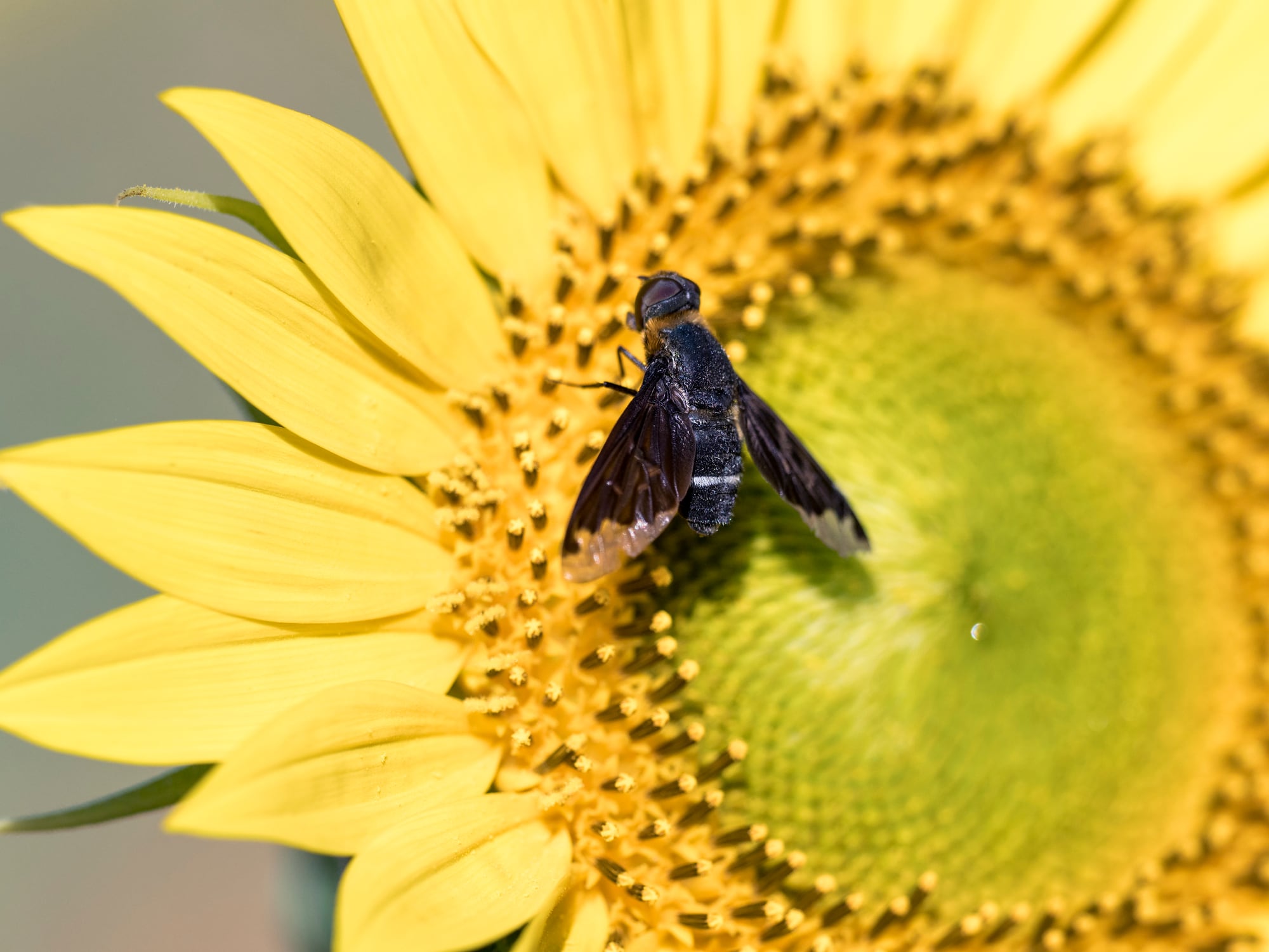 Una mosca negra sobre un girasol