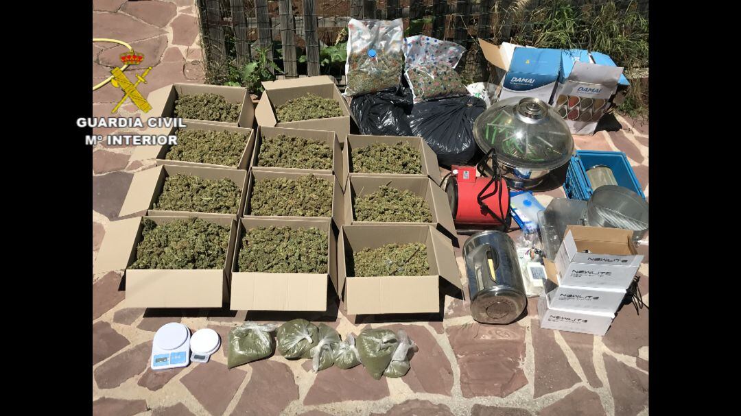 Cogollos de marihuana intervenidos