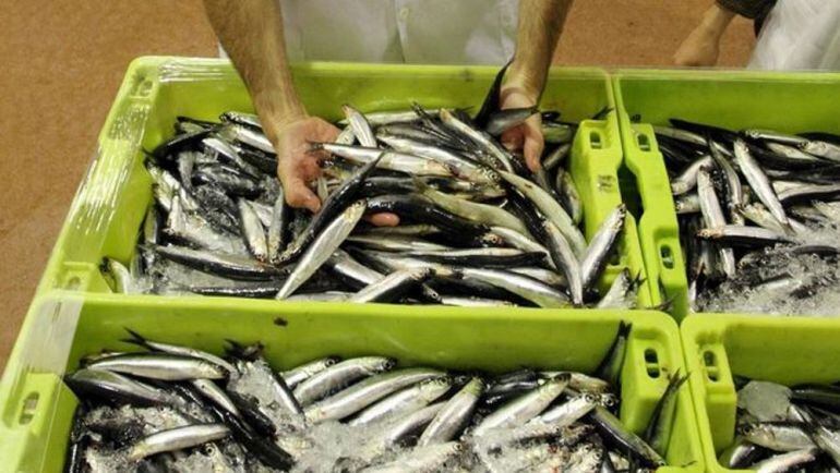 Anchoas a la venta en una lonja del Cantábrico.