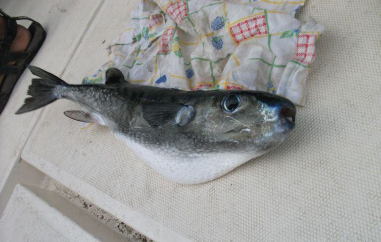 Exemplar trobat al litoral català