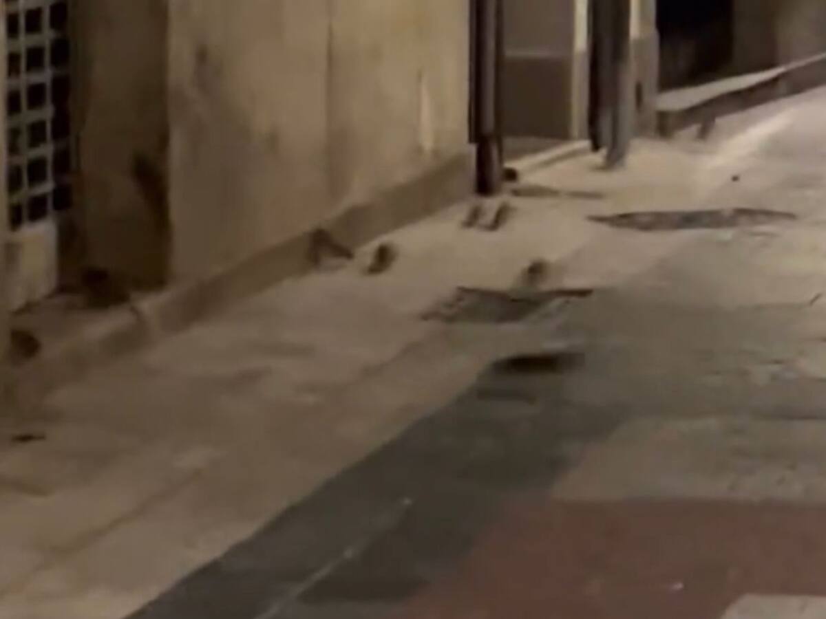 Ratas en la Galera: el vídeo viral del fin de semana en A Coruña